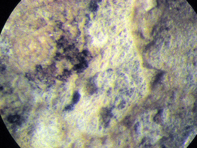 Crosta giallastra da determinare. (Coniophora arida)